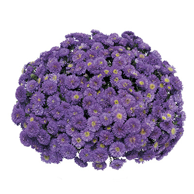 herfstaster-(Aster-novi-belgii-Henry-I-Purple-Synhen-The-first-PBR)