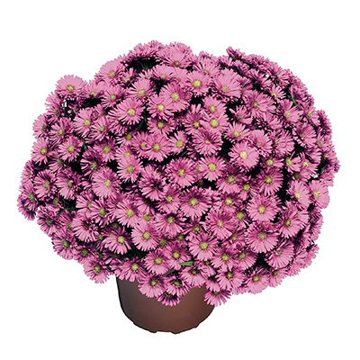 herfstaster-(Aster-novi-belgii-Magic-Pink-Pink-Yomagic-PBR)