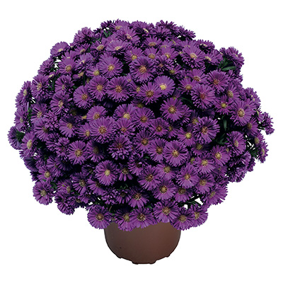 herfstaster-(Aster-novi-belgii-Magic-Purple-Yomagic-PBR)