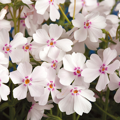 kruipphlox-(Phlox-subulata-Amazing-Grace-White-with-Eye)