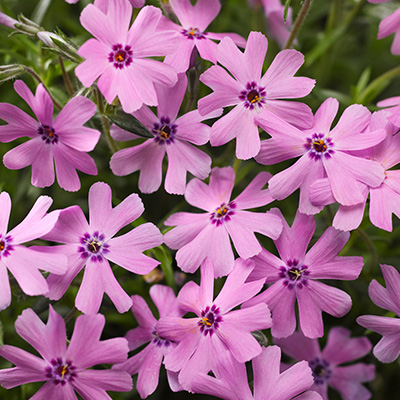 kruipphlox-(Phlox-subulata-Fort-Hill)