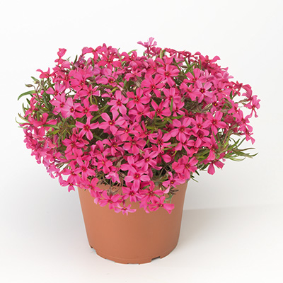 kruipphlox-(Phlox-subulata-Scarlet-Flame)