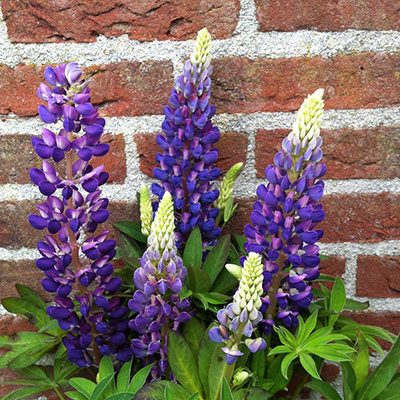 lupine-(Lupinus-polyphyllus-Lupini-Blue-Shades)