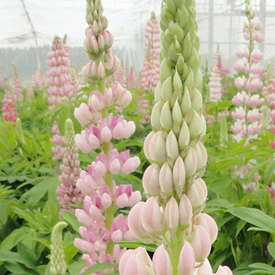 lupine-(Lupinus-polyphyllus-Lupini-Pink-Shades)