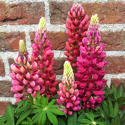 lupine-(Lupinus-polyphyllus-Lupini-Red)