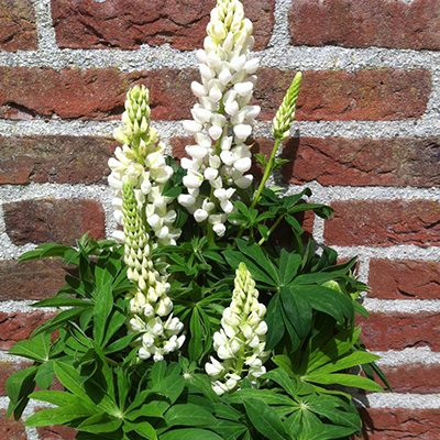 lupine-(Lupinus-polyphyllus-Lupini-White)