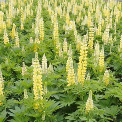 lupine-(Lupinus-polyphyllus-Lupini-Yellow)