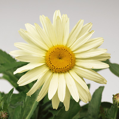 margriet-(Leucanthemum-maximum-Broadway-Lights-Leumayel)