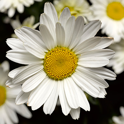 margriet-(Leucanthemum-maximum-Western-Star-Libra-LEUZ0005-PBR)