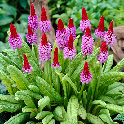 orchideeprimula-(Primula-vialii-Red-Hot-Poker)