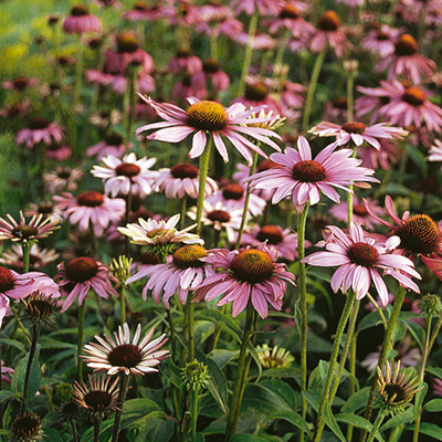 offset ondersteboven verhaal zonnehoed-(Echinacea-purpurea-Magnus) - Tuinplanten DEN KREUPEL