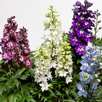 ridderspoor-(Delphinium-elatum-Delphina-Dark-Blue-White-Bee)