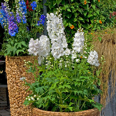 ridderspoor-(Delphinium-elatum-Excalibur-Pure-White)