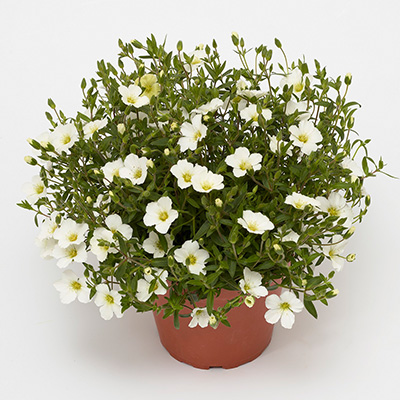 zandkruid-(Arenaria-montana-Summer-White-Compact)