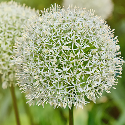 sierui (Allium-White-Giant)