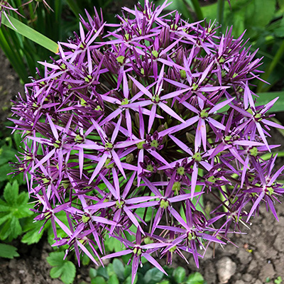 sierui (Allium-christophii-albopilosumsierui)