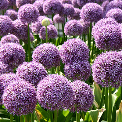 sierui (Allium-giganteum)