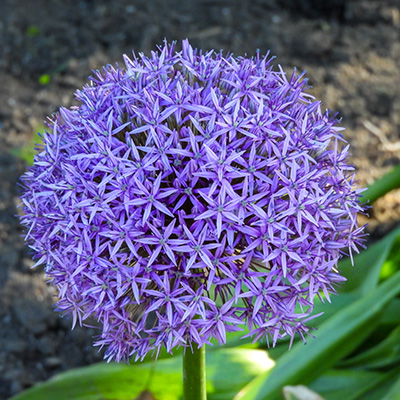 sierui (Allium-hybride-Globemaster)