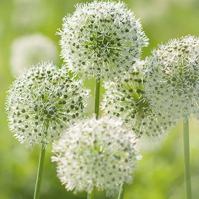 sierui (Allium-hybride-Mont-Blanc)