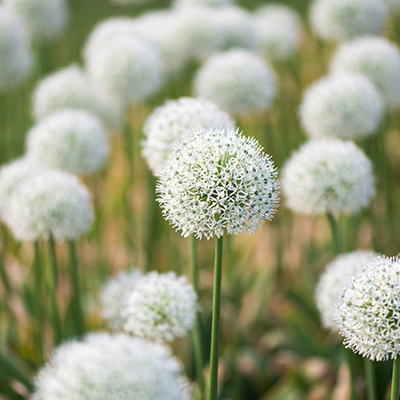 sierui (Allium-nigrum-multibulbosum)