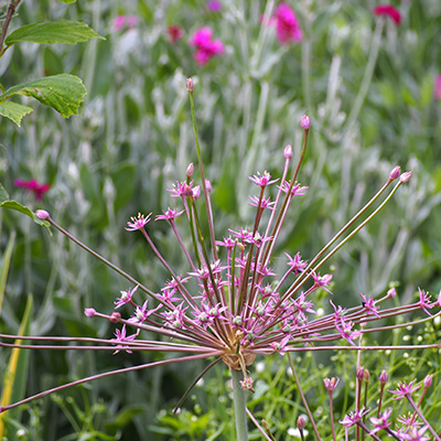 sierui (Allium-schubertii)