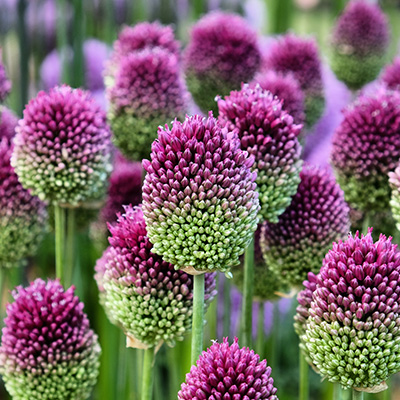 sierui (Allium-sphaerocephalon)