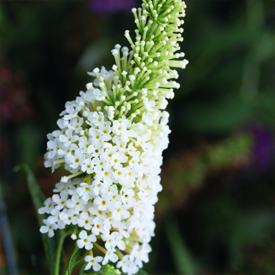 mini vlinderstruik (Buddleja cultivars Summer Bird® Compact Snow)