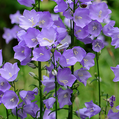 perzikbladklokje (Campanula persicifolia Takion F1 Blue)