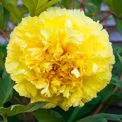 pioenroos (Paeonia itoh Bartzella)