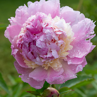 pioenroos (Paeonia lactiflora Angel Cheeks)