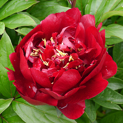 pioenroos (Paeonia lactiflora Buckeye Bell)