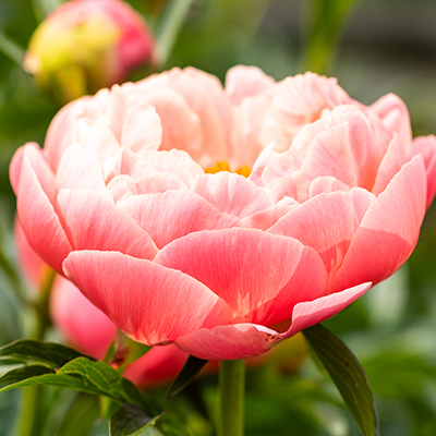 pioenroos (Paeonia lactiflora Coral Charm)