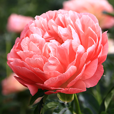 pioenroos (Paeonia lactiflora Coral Sunset)