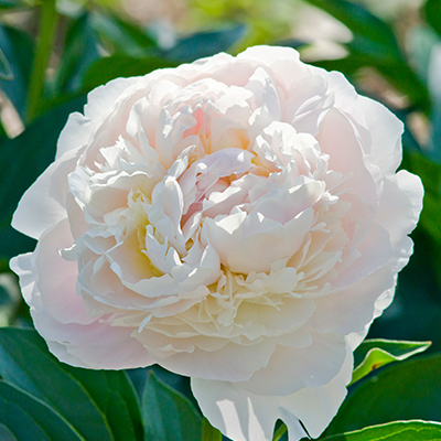 pioenroos (Paeonia lactiflora Duchesse De Nemours)