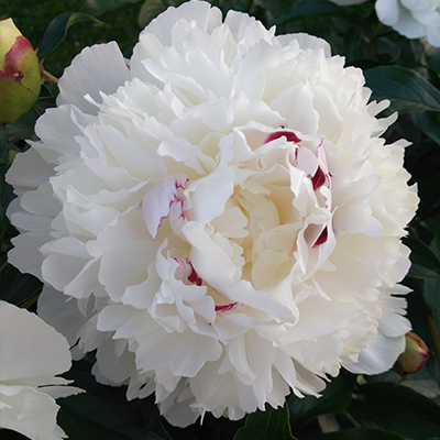 pioenroos (Paeonia lactiflora Festiva Maxima)