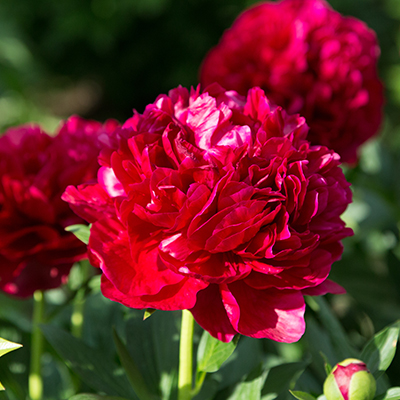 pioenroos (Paeonia lactiflora Henry Bockstoce)