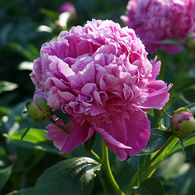 pioenroos (Paeonia lactiflora Mons Jules Elie)