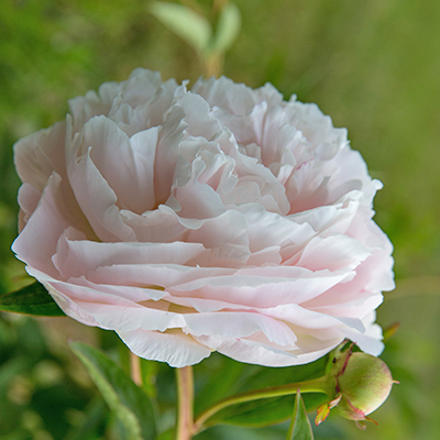 pioenroos (Paeonia lactiflora Mothers Choice)