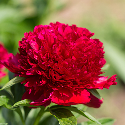 pioenroos (Paeonia lactiflora Red Charm)