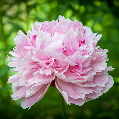 pioenroos (Paeonia lactiflora Sarah Bernhardt)