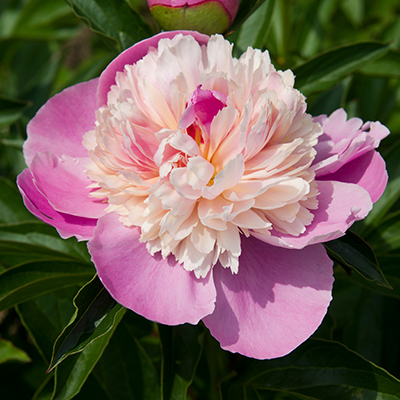 pioenroos (Paeonia lactiflora Sorbet)