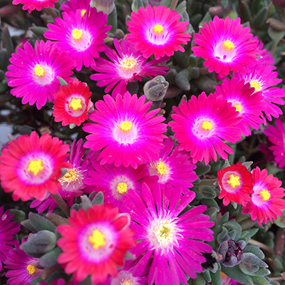 ijsbloem (Delosperma Jewel of Desert® Amethyst) (‘DSAM13-1’PBR) EU 42933