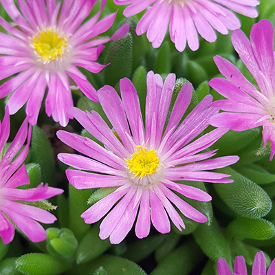 ijsbloem (Delosperma Jewel of Desert® Candystone) (’18CAN62’PBR) EU 51780