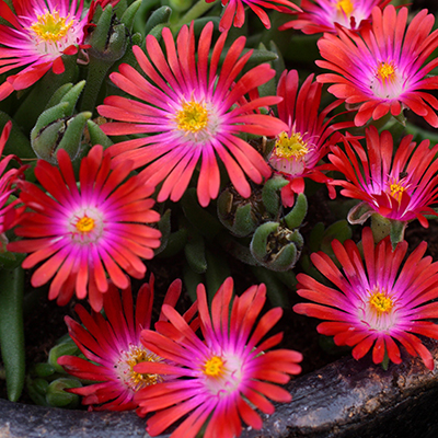 ijsbloem (Delosperma ‘Jewel of Desert® Garnet ’PBR EU 34141)