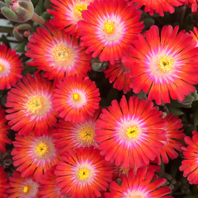 ijsbloem (Delosperma Jewel of Desert® Grenade) (‘DSAA13-1’PBR) EU 42934