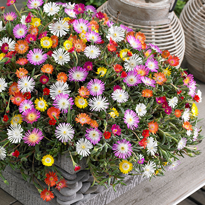 Ijsbloemen in hangpot (Delosperma Wheels of Wonder®PBR)