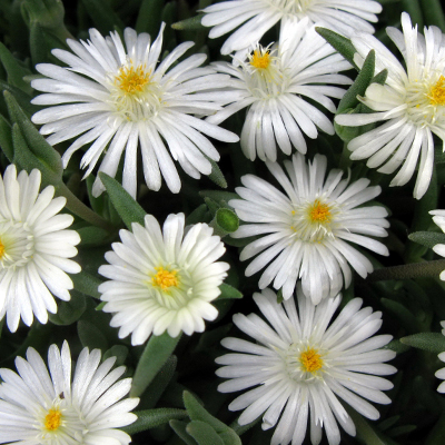 ijsbloem (Delosperma ‘Jewel of Desert® Moon Stone) (PBR EU 34143)