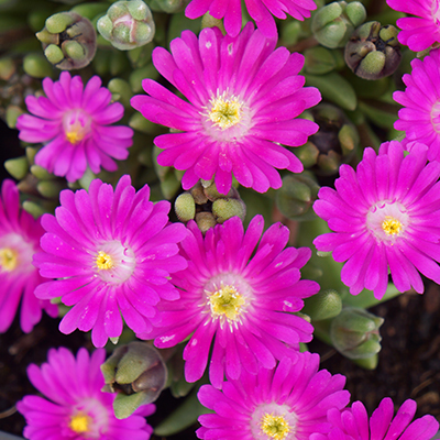 ijsbloem (Delosperma Jewel of Desert® Opal) (‘DSARW13-1’PBR) EU 42935