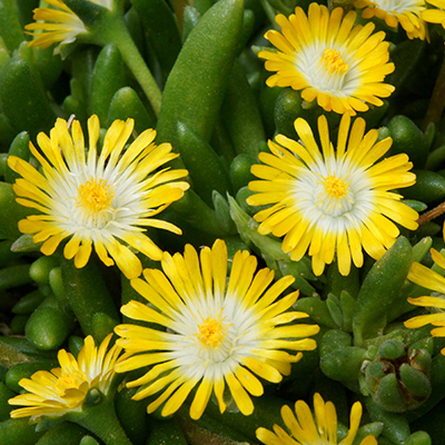 ijsbloem (Delosperma ‘Jewel of Desert® Peridot’PBR EU 34142)