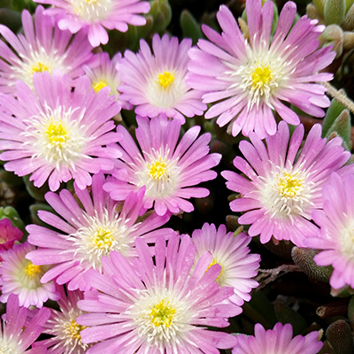 ijsbloem (Delosperma Jewel of Desert® Rosequartz) (’12ROSK1’PBR) EU 39388